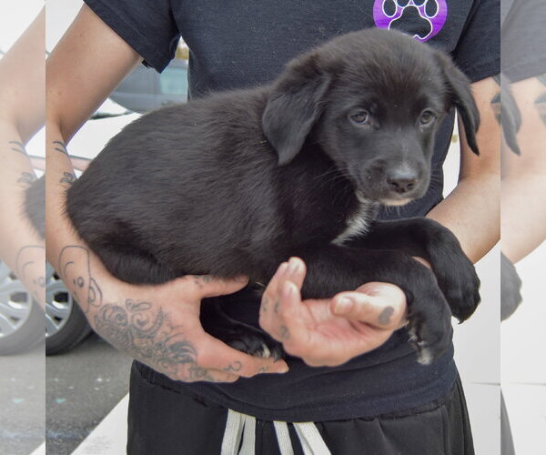 Medium Photo #2 Border Collie-Unknown Mix Puppy For Sale in Huntley, IL, USA