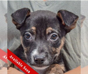 Labsky Dogs for adoption in Huntley, IL, USA