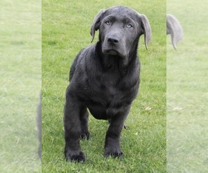 Labrador Retriever Puppy for sale in FREDERICKSBURG, OH, USA