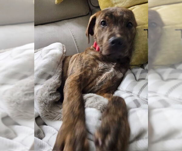 Medium Photo #7 American Staffordshire Terrier-Labrador Retriever Mix Puppy For Sale in Brewster, NY, USA