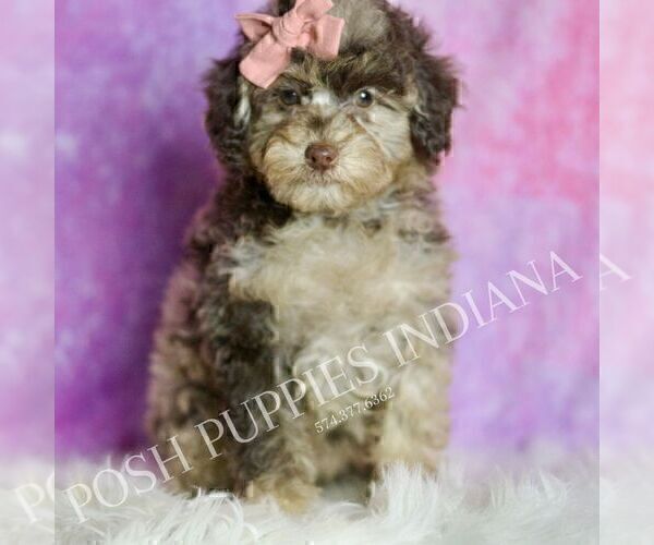 Medium Photo #94 Poodle (Miniature) Puppy For Sale in WARSAW, IN, USA