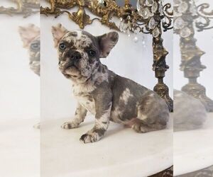 Medium French Bulldog