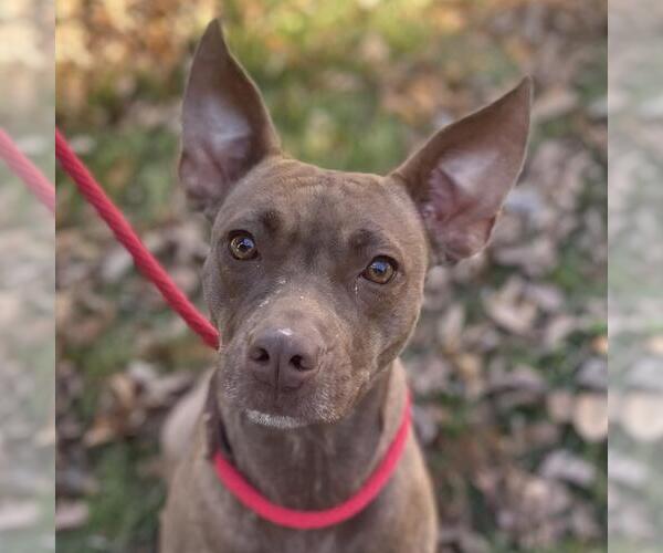 Medium Photo #1 Mutt Puppy For Sale in Yardley, PA, USA