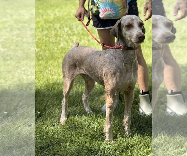 Medium Photo #3 Mutt Puppy For Sale in Yardley, PA, USA
