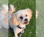 Small #2 Poodle (Toy)