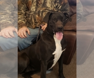 Great Dane Dogs for adoption in BERESFORD, SD, USA