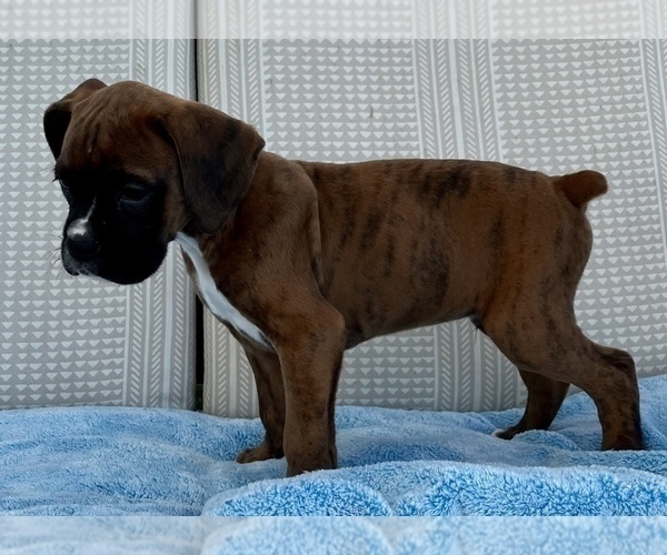 Medium Photo #2 Boxer Puppy For Sale in FRANKLIN, IN, USA
