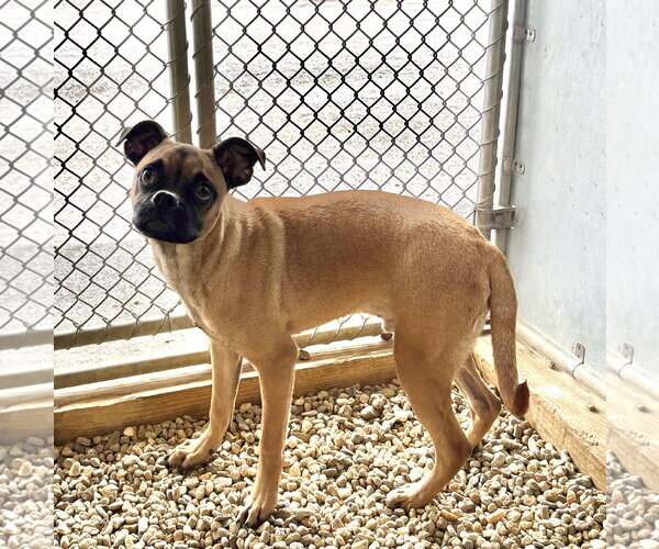 Medium Photo #1 Chug Puppy For Sale in Sterling, MA, USA