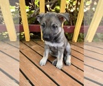 Puppy Puppy 5 German Shepherd Dog