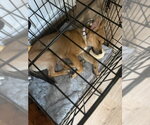 Small #3 Chihuahua Mix