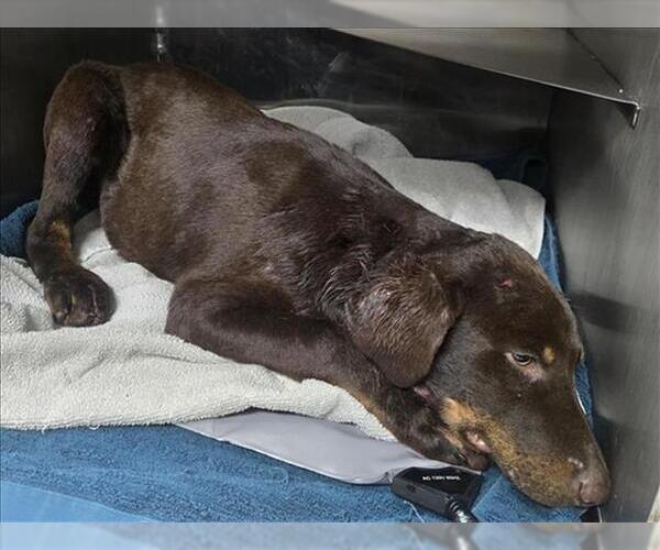 Medium Photo #1 Doberman Pinscher-Unknown Mix Puppy For Sale in Conroe, TX, USA