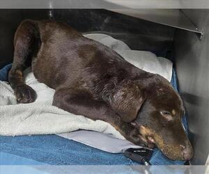 Doberman Pinscher-Unknown Mix Dogs for adoption in Conroe, TX, USA