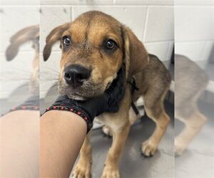 German Shepherd Dog Dogs for adoption in San Bernardino, CA, USA