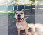 Small #6 American Staffordshire Terrier Mix