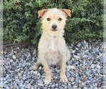 Polite Lil Mr Peanut ~ Calm Cuddle Bunny Terripoo - Male Norfolk Terrier-Poodle (Toy) Mix Dog for Adoption - Small photo