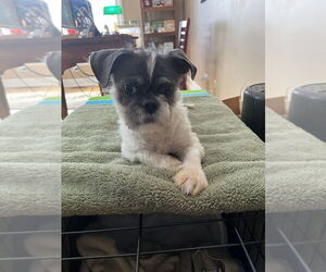 Shih Tzu Dogs for adoption in Mundelein, IL, USA