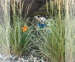 Small Photo #6 Maltipoo Puppy For Sale in Princeton, MN, USA