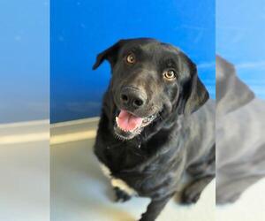 Labrador Retriever-Unknown Mix Dogs for adoption in Visalia, CA, USA