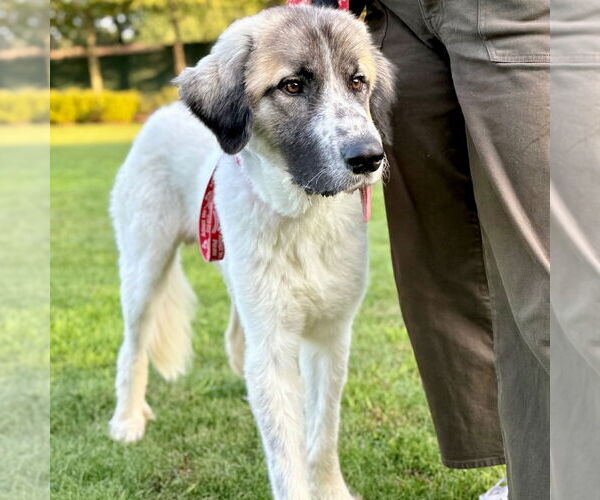 Medium Photo #2 Great Pyrenees-Unknown Mix Puppy For Sale in Canton, CT, USA