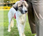 Small #1 Great Pyrenees Mix