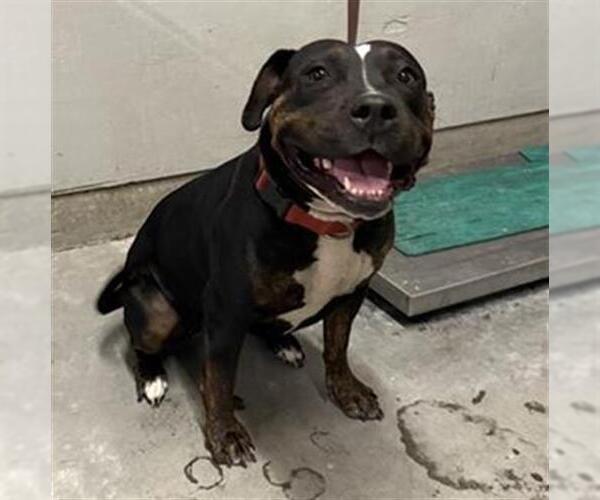 Medium Photo #1 Rottweiler-Unknown Mix Puppy For Sale in Camarillo, CA, USA