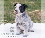 Small #2 Australian Cattle Dog