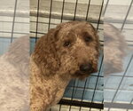 Small #1 Golden Retriever