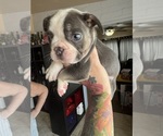 Small #2 French Bulldog