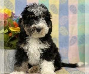 Miniature Bernedoodle Puppy for sale in LANCASTER, PA, USA