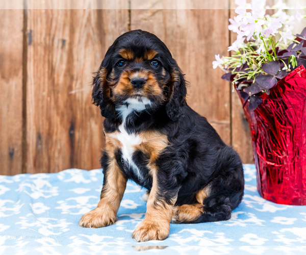 Medium Photo #10 Cocker Spaniel Puppy For Sale in WAKARUSA, IN, USA