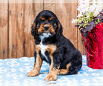Small #9 Cocker Spaniel