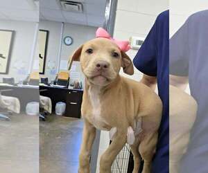 Labrador Retriever-Unknown Mix Dogs for adoption in SHERBURNE, NY, USA