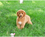 Small #3 Goldendoodle-Poodle (Toy) Mix