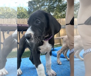 Great Dane Puppy for sale in WILLIS, TX, USA