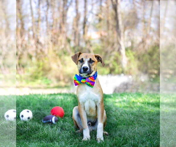 Medium Photo #7 Mutt Puppy For Sale in Unionville, PA, USA