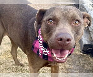 Labrador Retriever-Unknown Mix Dogs for adoption in Pueblo, CO, USA