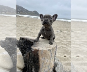 French Bulldog Puppy for sale in HAYWARD, CA, USA