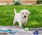 Small #3 Labrador Retriever