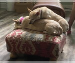 Small #4 Chihuahua-Parson Russell Terrier Mix