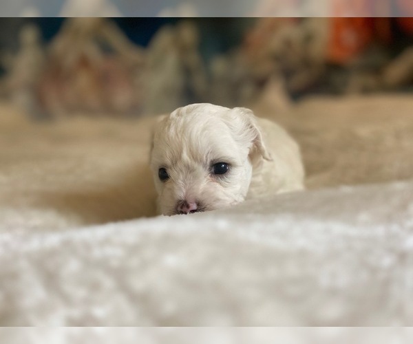 Medium Photo #5 Zuchon Puppy For Sale in GALENA, NV, USA