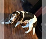 Small #1 Basset Hound