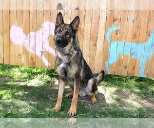 German Shepherd Dog Dogs for adoption in West Valley, UT, USA