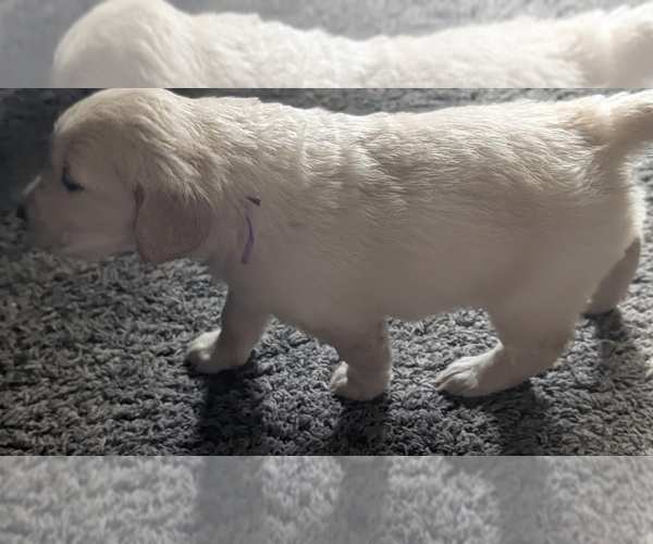 Medium Photo #30 Golden Retriever Puppy For Sale in MODESTO, CA, USA