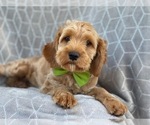 Small Photo #7 Cavapoo-Poodle (Miniature) Mix Puppy For Sale in LAKELAND, FL, USA