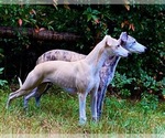 Small #3 Whippet