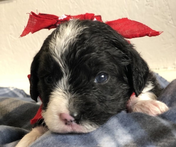 Medium Photo #19 Poodle (Toy)-Texas Heeler Mix Puppy For Sale in MARQUAND, MO, USA