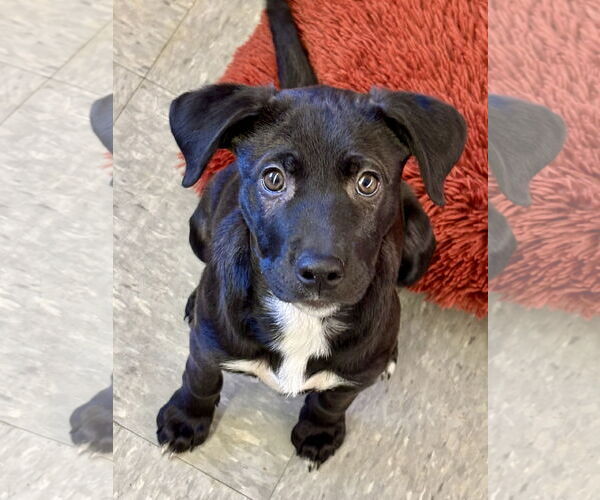 Medium Photo #1 Labrador Retriever-Unknown Mix Puppy For Sale in Hillsboro, MO, USA