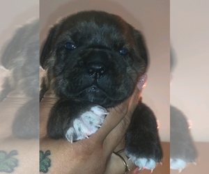 Cane Corso Puppy for sale in MADISON HEIGHTS, MI, USA