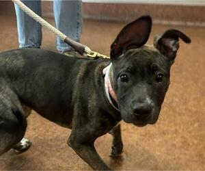 Mutt Dogs for adoption in Martinez, CA, USA