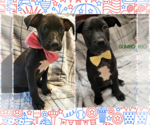 Small Labrador Retriever Mix